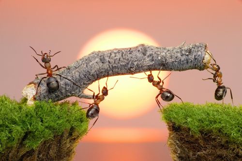 1001 thắc mắc: Một con kiến có thể sống sót nếu rơi từ nóc nhà cao ốc hay không?
