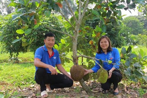 Chàng trai 9X biến mảnh đất hoang thành trang trại trăm triệu