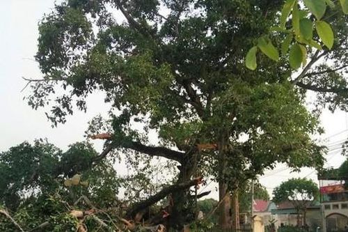 Cây đa hơn 300 tuổi gãy đổ làm bốn học sinh bị thương
