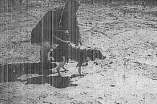 Thí nghiệm khủng khiếp của CIA những năm 1960 nhằm tạo ra chó 'điều khiển từ xa'