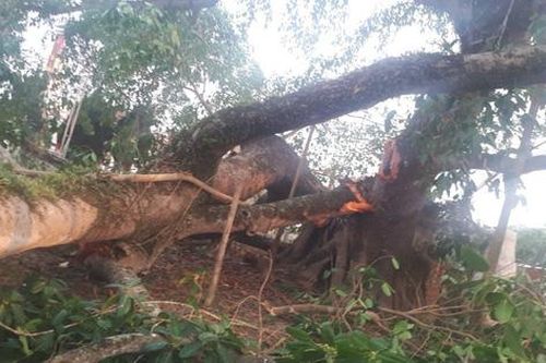 Nghệ An: Cây đa có tuổi đời hơn 300 năm gãy đổ ra đường đè trúng 4 học sinh