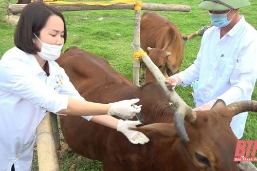 Quảng Xương mua gần 3.600 liều vắc - xin để phòng, chống bệnh viêm da nổi cục trên đàn gia súc