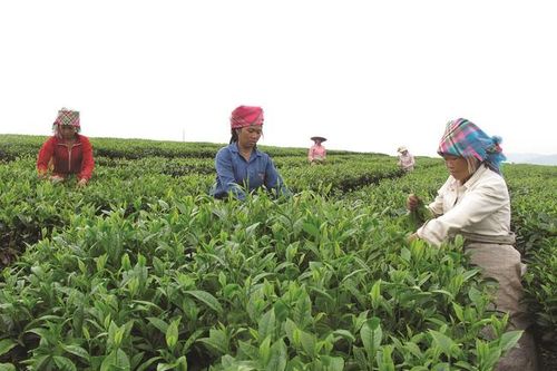 Lai Châu: Xây dựng hơn 200 mô hình nông dân liên kết sản xuất hiệu quả nhờ vốn Quỹ Hỗ trợ nông dân