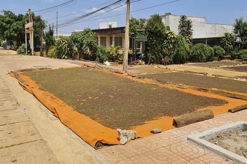 Nông dân Tây nguyên lại rục rịch 'đánh bạc' với cây hồ tiêu