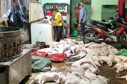 Công an theo dõi, đột kích lò thu mua, giết mổ chó trộm cắp quy mô lớn ở Sài Gòn