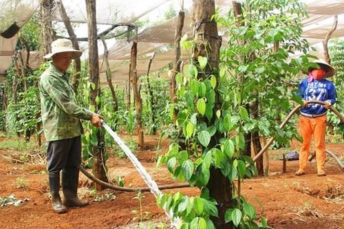 Chư Sê, Gia Lai: Đảm bảo nước tưới cho cây trồng