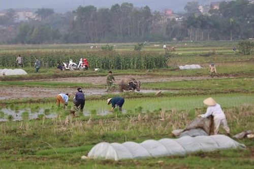 Hòa Bình: Đầu tư mở rộng diện tích lúa chất lượng cao
