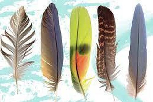 Lông vũ tiết lộ điều gì về các loài chim?
