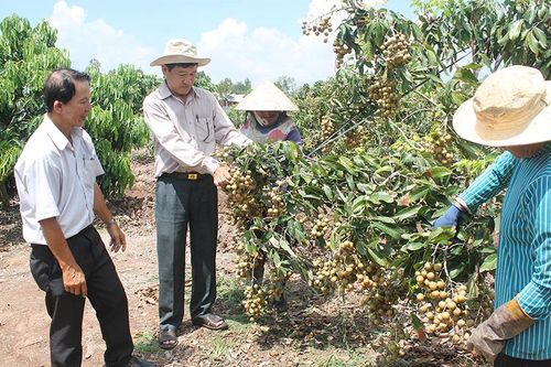 Sóc Trăng đón cơn mưa sau nhiều ngày nắng hạn