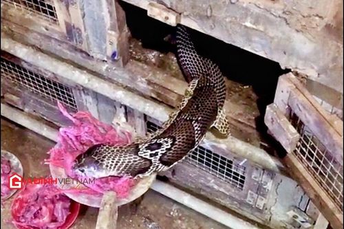 Bài thuốc bí truyền cứu hàng chục người thoát 'tử thần' rắn hổ mang