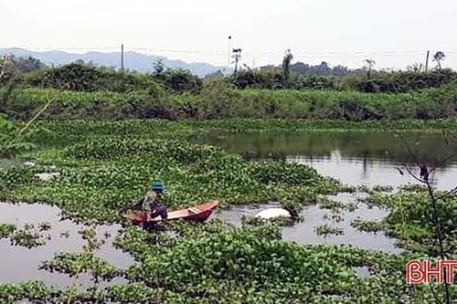 Lợn chết trôi nổi trên ao hồ ở Hương Sơn