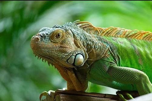Sở thích quái đản của loài thằn lằn Nam Mỹ