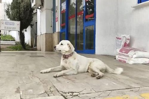 Chủ lên cơn đau tim, chú chó trung thành nằm chờ suốt hai tuần ở cửa bệnh viện