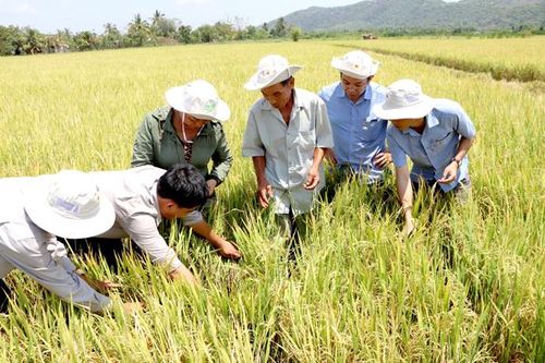 Nâng cao hiệu quả kinh tế cho nông dân