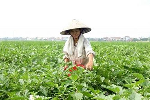 Cùng xây dựng chuỗi liên kết sản phẩm