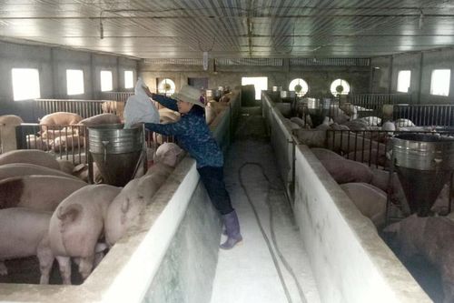 Nâng cao vai trò hợp tác xã trong xây dựng nông thôn mới