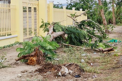 Phượng vĩ bật gốc, đè chết nữ điều dưỡng