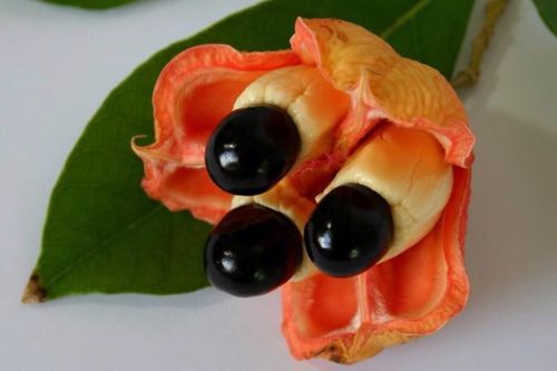 Loại quả độc chết người là đặc sản trăm năm