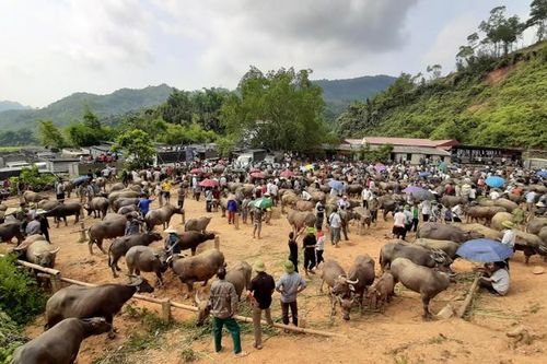 Bắc Kạn chuyển hướng phát triển chăn nuôi đại gia súc