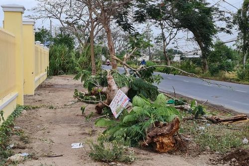Sóc Trăng: Một nữ điều dưỡng bị cây ngã đè tử vong