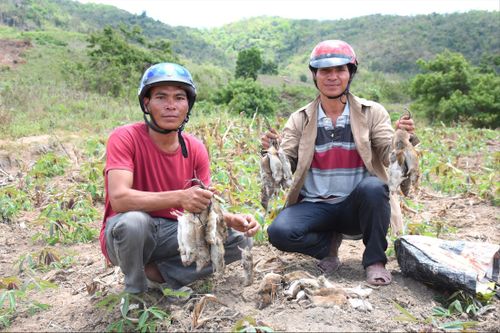Một đêm bắt được 1.000 con chuột