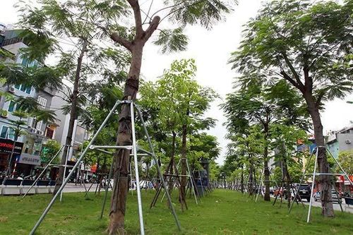 Chính thức phê duyệt đề án trồng 1 tỷ cây xanh