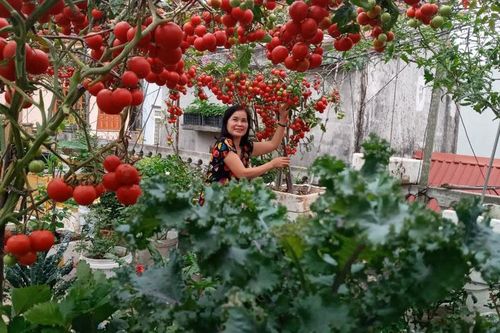 Vườn cà chua đỏ rực 'vạn người mê' trên sân thượng Hải Phòng