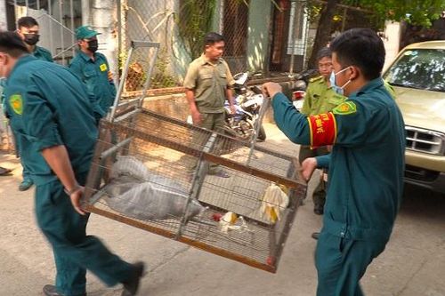 Đề xuất thả về rừng bầy khỉ leo nóc nhà, phá hoại vườn trái cây ở quận 12