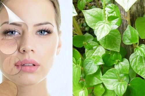 Loại rau nhiều người tưởng rau dại đem nhổ bỏ, lại có giá bán đắt hơn thịt và công dụng thần kỳ thế này!
