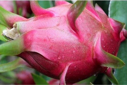 Mua thanh long chỉ việc nhìn vào 1 điểm, biết ngay hàng ngon hay dở