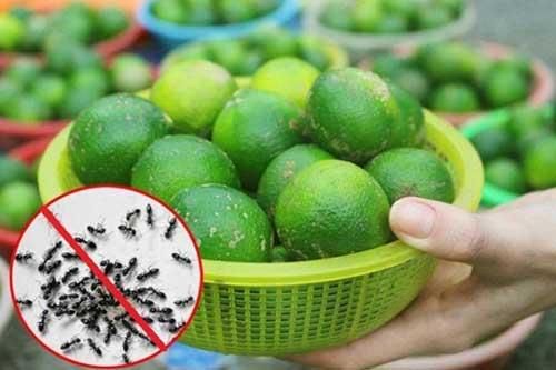 Cách trị muỗi, kiến, gián đầy hữu hiệu và an toàn chỉ bằng 1 quả chanh