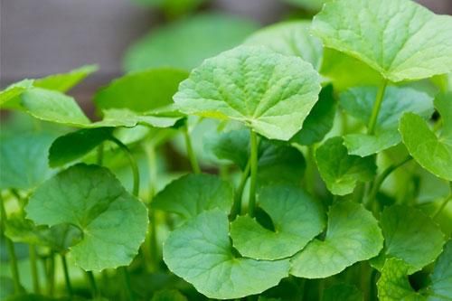 3 bài thuốc đơn giản, rẻ tiền tốt cho gan từ cây rau má