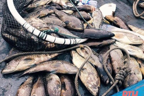 Cá chết bất thường ở thị xã Nghi Sơn