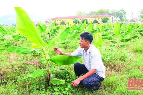 Huyện Vĩnh Lộc phát triển nông nghiệp theo hướng bền vững