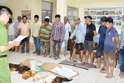 Triệt phá 2 trường gà quy mô lớn tại Bạc Liêu và Cà Mau