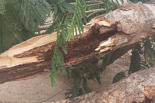 Công ty công trình đô thị Sóc Trăng nói gì về việc cây đổ đè chết người ?