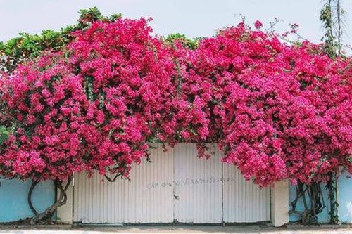 Vụ giàn hoa giấy khổng lồ 'đẹp nhất Vũng Tàu' bị kẻ gian chặt gốc: Bắt giữ đối tượng cưa trộm gốc cây về trồng lại bán kiếm tiền