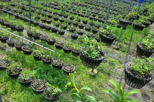 Mua bán lan đột biến tiềm ẩn nhiều rủi ro