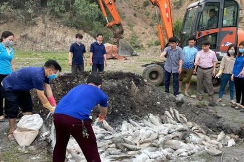 Hàng chục tấn cá lồng bè và cá tự nhiên tại Quảng Xương và Nghi Sơn chết bất thường