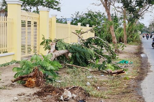Tổng kiểm tra cây xanh sau vụ phượng vĩ ngã đè chết người