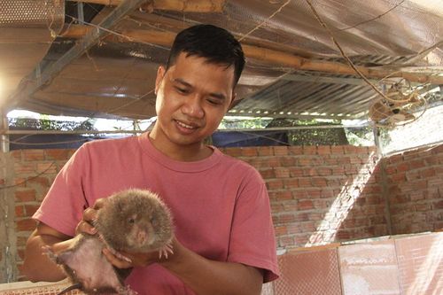 Thanh niên Quảng Nam làm giàu từ mô hình nuôi dúi