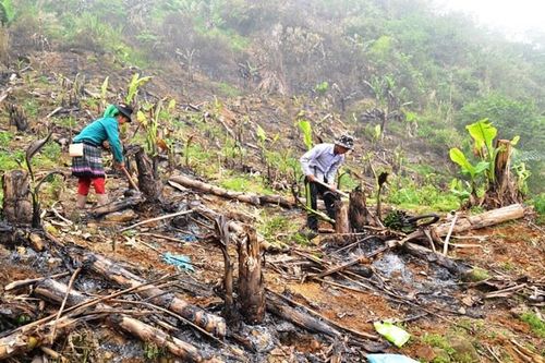 Hàng trăm ha chuối xuất khẩu ở Lào Cai chết lụi, thiệt hại nặng nề