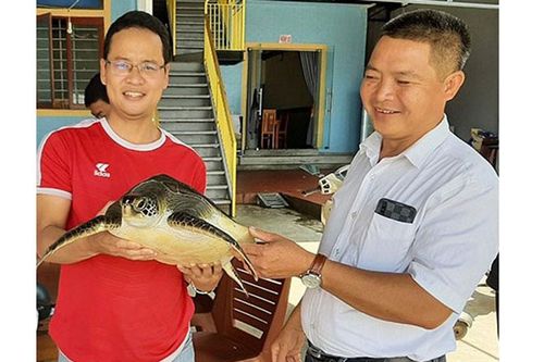 Thả cá thể rùa quý trở về biển