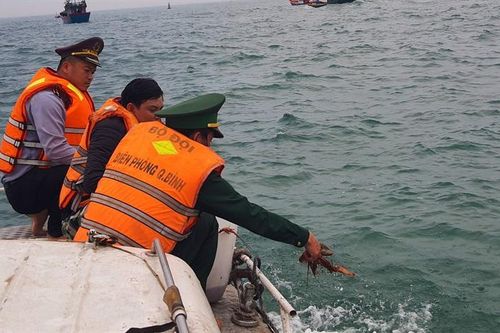 'Giải cứu' tôm hùm non thả trở lại biển