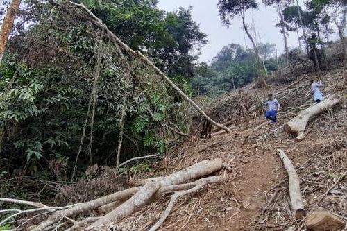 Phá rừng đặc dụng Vườn Quốc gia Xuân Sơn: Khiển trách Giám đốc và cảnh cáo nhiều cán bộ