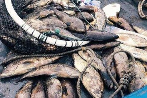 Làm rõ nguyên nhân gần 30 tấn cá chết bất thường ở Thanh Hóa