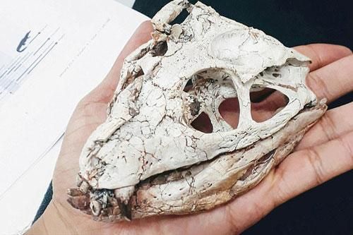 'Quái thú' thời khủng long sống sót đến ngày nay nhờ biến hình khó tin