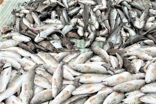 Xuất hiện cá chết bất thường ở Thanh Hóa