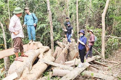 Rừng ở Gio Linh, Vĩnh Linh đang bị xâm hại. Bài 1: Hàng chục cây rừng tự nhiên bị đốn hạ trái phép