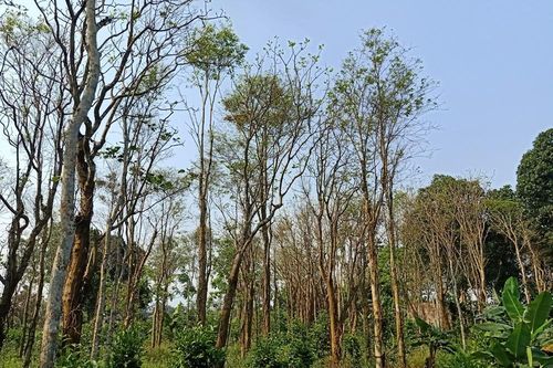 Quảng Trị: Hàng chục ha cây hồ tiêu ở vùng Cùa bị chết
